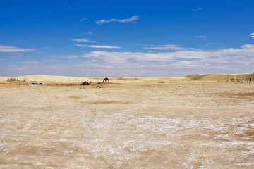 Wall Mural - yellow sands and sand dunes of the Sahara Desert, saline areas, one-humped camels in the background, against the background of a blue sky covered with cloudst