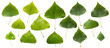 Set from fourteen poplar leaves. Beautiful yellow and green leaves
