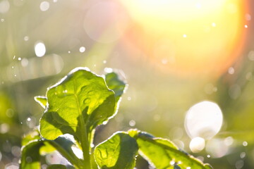 Growing spinach. Spinach growing in open ground. The background is beautifully blurred. Close-up.