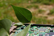Lilac leaf growing in a laptop hard drive. Green technology, environmentally friendly, and electronic devices concepts. 