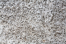 Porous Surface Texture Of A White Tree Trunk Eaten By Woodworms.