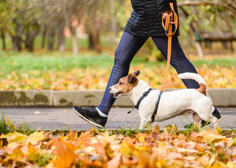 Well trained dog walking on loose leash next to owner in autumn park on warm sunny day