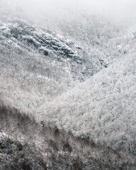 Wall Mural - Slopes covered with snowy forests