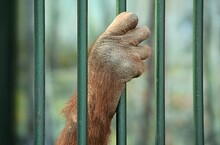 Chimpanzee Paw Squeezes Green Rods Of A Cage In A Zoo