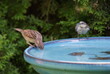 garden,sparrow,tit,bird bath,water,drink,thirst