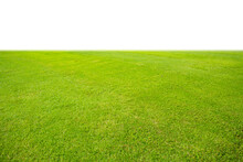 Fresh Green Grass Lawn Isolated On White Background