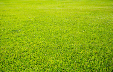 Wall Mural - green meadow grass field from outdoor park