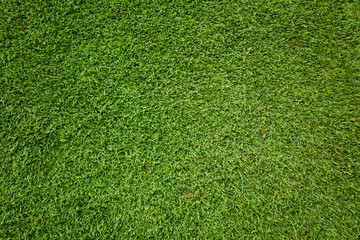 Wall Mural - green grass background and texture