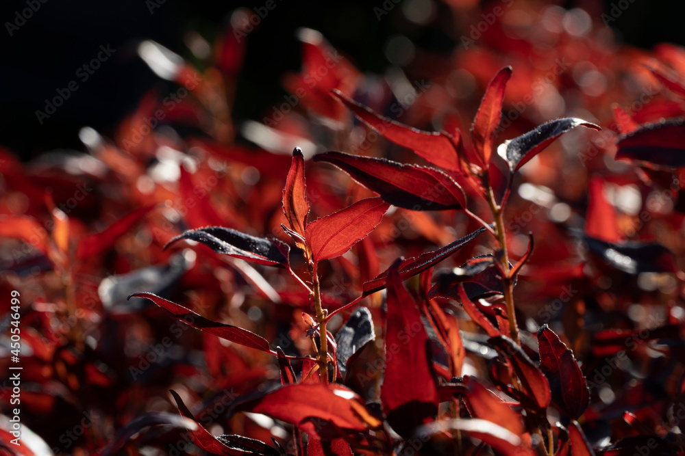 Fotografia do Stock Photinia is a genus of about 40-60 species of small ...