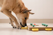 © Lenti Hill - Smart dog is looking for delicious dried treats in intellectual game and eating them, close up. Intellectual game for dogs. and training of nose work with pet. brain game training for dogs