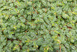 Fototapeta  - A noxious weed called puncture vines or goatheads (Tribulus terrestris)