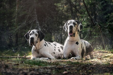 Great Danes In Summer Pine Forest
