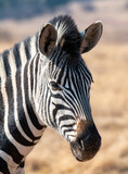 Fototapeta Konie - Portrait of a young zebra.  Rietvlei Nature Reserve, Gauteng, South Africa.