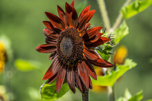 Deep Red Sunflower Closeup Side View