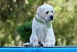 © yarvet - yellow labrador puppy on the blue