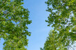 © Marco - Summer sunbeam through green foliage with blue sky.