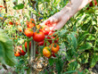 female hand picks ripe tomato at home garden