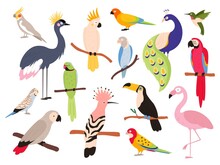 Flat Parrots And Tropical Jungle Birds Flying And Sitting. Macaw, Parakeet, Ara And Colombia Exotic Parrot. Toucan And Emu Bird Vector Set