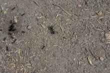 Soldier Ant Guarding The Anthill.