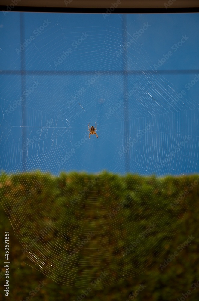 Spinnennetz mit grosse Spinne Stock Photo | Adobe Stock