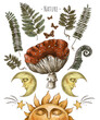 Vintage magic forest botanical illustration, witchcraft art, amanita mushroom