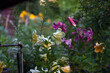 Kolorowe lilie w ogrodzie