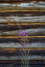 Fireweed Near The Wall Of The Old Building.