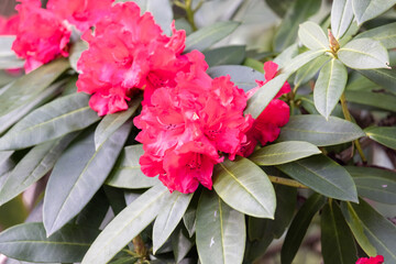 Wall Mural - bright vividly pink rhododendron blossoms growing wild