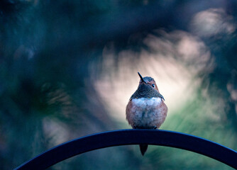 Hummingbird perched on a post