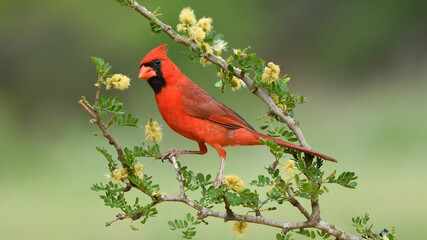 a male northern cardinal during the summer in texas