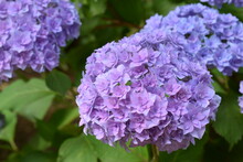 Beautiful Purple Hydrangea Flowers In The Soft Light Of The Outdoors 