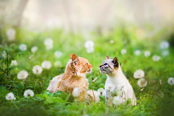 cat and puppy