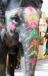Painted elephant in India
