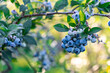 Blueberries growing on a bush on a farm