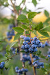 Blueberries growing on a bush on a farm