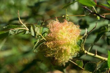 Diplolepis rosae, rose bedeguar gall  closeup selective focus