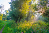 Fototapeta Niebo - Green trees in a colorful misty forest in bright sunlight in wetland at sunrise in summer, Almere, Flevoland, The Netherlands, August 12, 2021