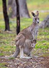 Close-up Portrait Photo Of AEastern Grey Kangaroo Mother And Baby In Pouch Taken In Woodlands Historic Park In Melbourne, Australia