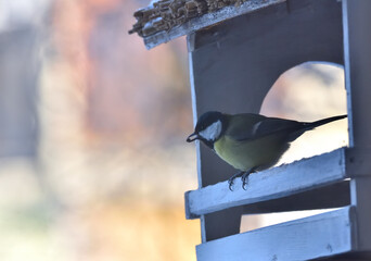 Wall Mural - the tit with the grain in its beak flies out of the feeder 