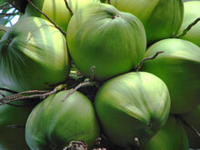 Close Up Fresh Tropical Young Green Coconuts On The Trees