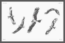 Set Of High Detail Hand Drawn Vector Flying Eagles