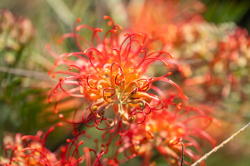 Canvas Print - Close up of Grevillea flower. 