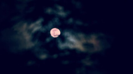 Wall Mural - the full moon peeps through the branches of palm trees and exotic trees on the seashore. background 