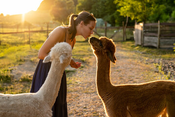 Woman feeding alpacas at farm - sunset lights