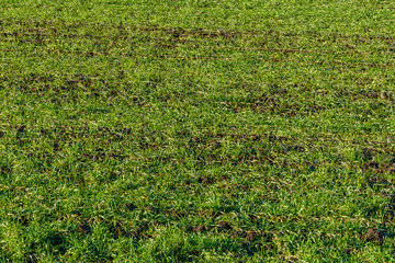 Wall Mural - Background of the young wheat on field