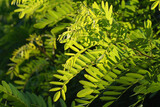 Fototapeta  - Rozświetlone liście akacji