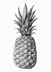 Poster - Hand drawn fresh pineapple vector