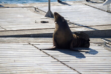Seal On The Pier