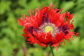 Wall Mural - Close up of red and black oriental poppy flower