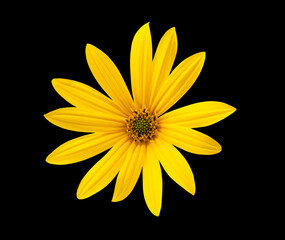 Wall Mural - Jerusalem artichoke flower isolated on black background